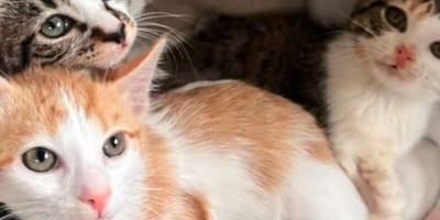 Trois chatons