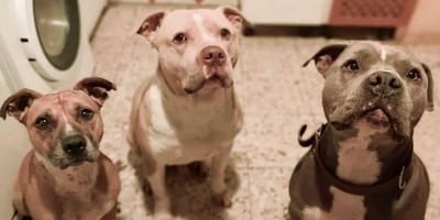 Three Pitbull-type dogs