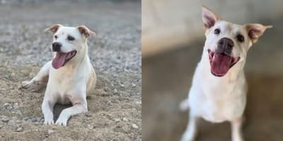 truco-perro-en-adopcion-sevilla