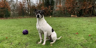 Trufa is op zoek naar een nieuw huis. Adopteer jij haar?