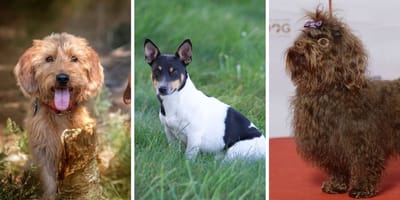 drie nieuwe hondenrassen