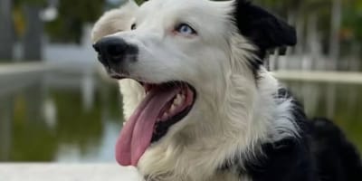 Tsunami, chien héros