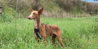 turron-perro-adopcion-valencia