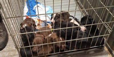 Twaalf honden en pups weggehaald in ernstig vervuild huis in Nijmegen