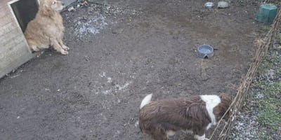 Twee honden gered uit erbarmelijke omstandigheden