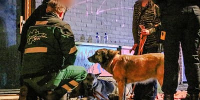 Twee honden uit brandend huis gered in Nijmegen