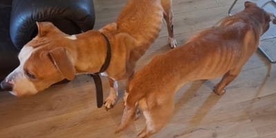 Twee verwaarloosde en graatmagere honden in Borne zijn in beslag genomen