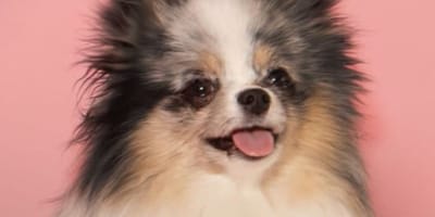 Twinkie the dog