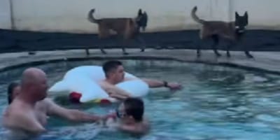 Two Belgian Malinois patroling pool