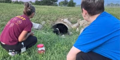 Two rescuers looking at puppy in storm drain in field