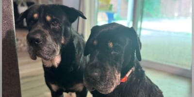 Two shar-pei, German shepherd and rottweiler mixes