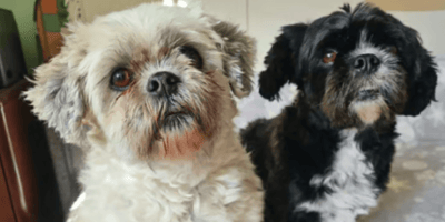 Two Lhasa Apso dogs for adoption