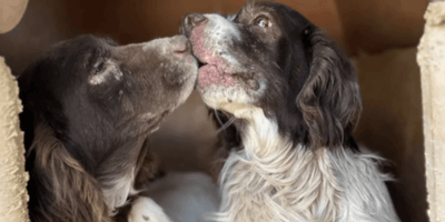 Two Springer Spaniels waiting to find their home
