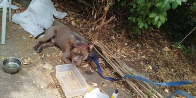 Tyson, angebunden in praller Sonne