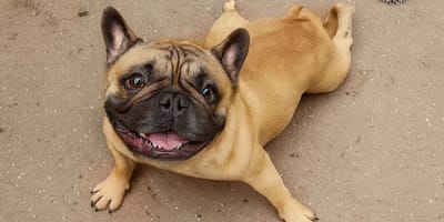 Udo, de Franse Bulldog die overleed in België door verwaarlozing