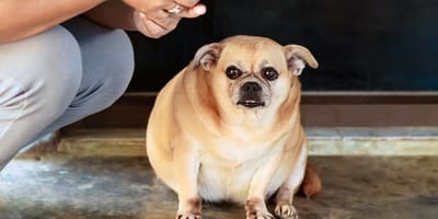 Übergewichtiger Hund