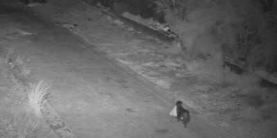 Überwachungskamera filmt Hund mit Müllbeutel