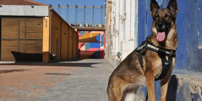 Uit onderzoek blijkt dat stroomhalsbanden nog altijd gebruikt worden bij opleiding politiehond