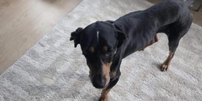 Uitgehongerde hond in Amsterdam gered die zonder water of voer in huis zat