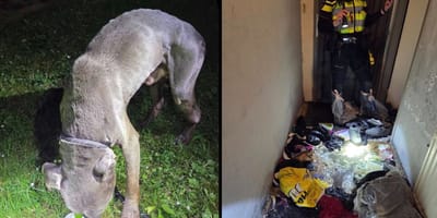 Uitgemergelde en angstige hond uit woning in Sittard gehaald