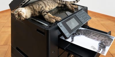Umstrittenes Kunstwerk "Copycat"