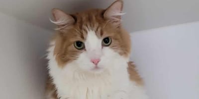 Un adorable chat roux et blanc