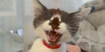 Un adorabile gattino dal manto rarissimo