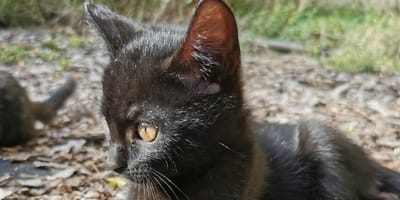 Een schattig zwart kitten