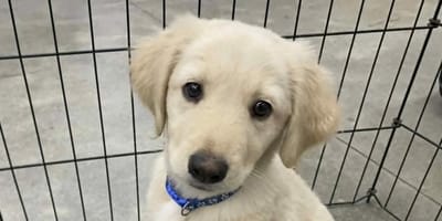 Un adorable chiot qui ressemble à un Golden