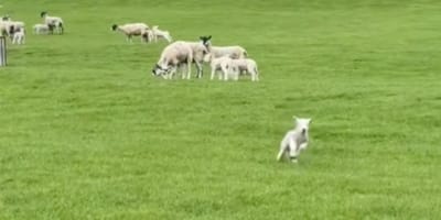 Un agneau dans un pré