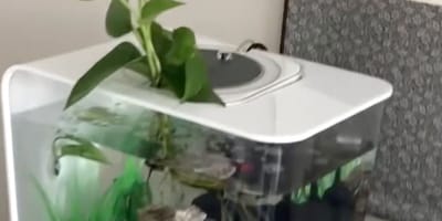 Un aquarium