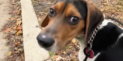 A Beagle on his first ever walk