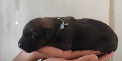 Een verlaten puppy
