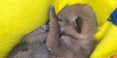 Un bebé coyote encontrado al borde de la carretera