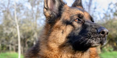 Un Berger allemand