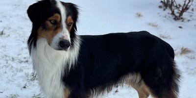 Een verlaten Australian Shepherd