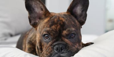 Buldog francuski