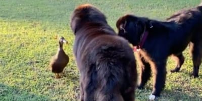 Eine Ente und zwei Hunde