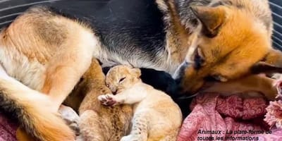 Leona rechaza a sus cachorros