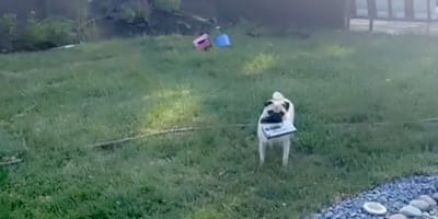 A Pug in the family garden