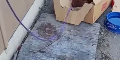 Un carton