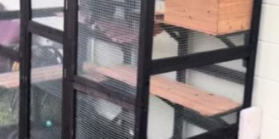 Een catio