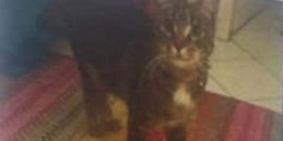 Un chat