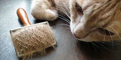 Un chat à côté d'une brosse