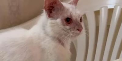 Un chat abandonné