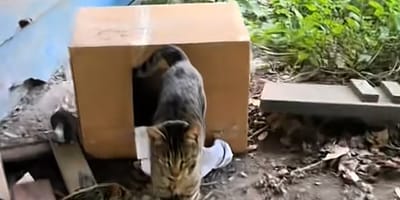Una gattina abbandonata in piena natura