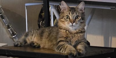 Un chat allongé dans sa cuisine