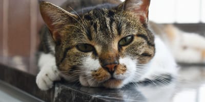 Un chat allongé par terre