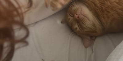 Un gatto sdraiato su un letto vicino a dei capelli
