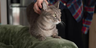 Un chat assis sur un canapé